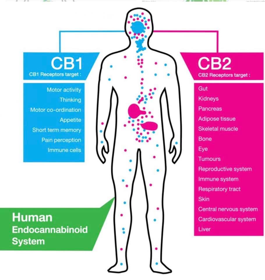 Lyme Disease And Its Effects On The