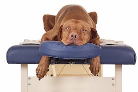 Dog on massage table.