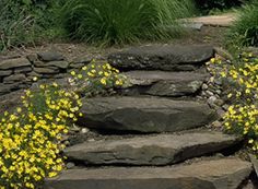 Stone steps creating a path with yellow flowers.