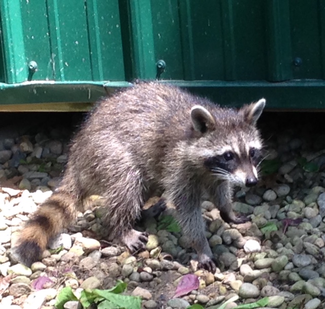 Juvenile Raccoon