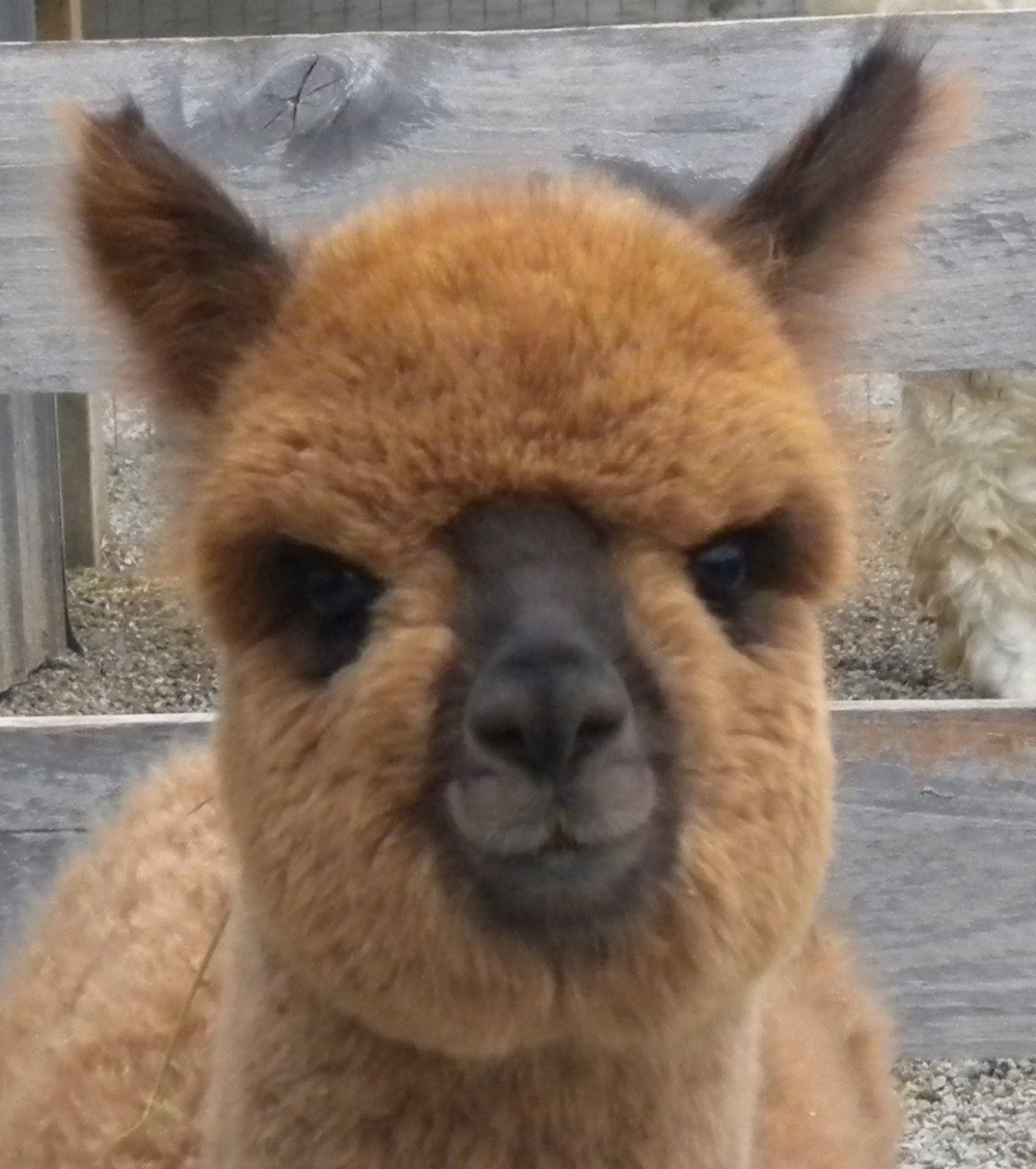 Brown Huacaya Alpaca