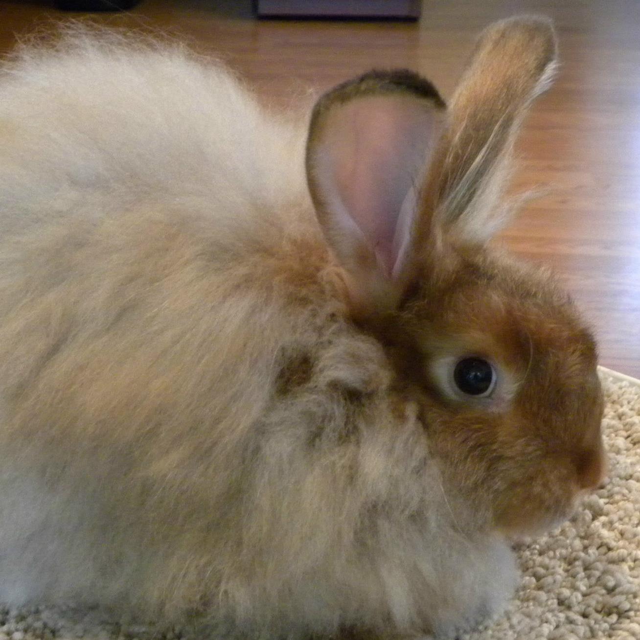 Satin Angora rabbit