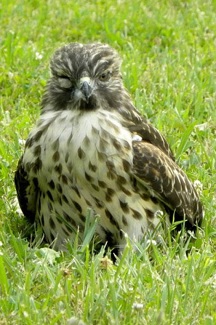 Red Tailed Hawk